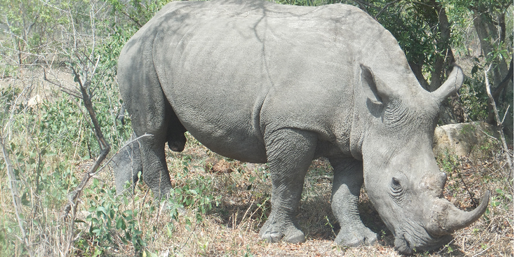 Kruger-nationaal-park-neushoorn-Zuid-Afrika