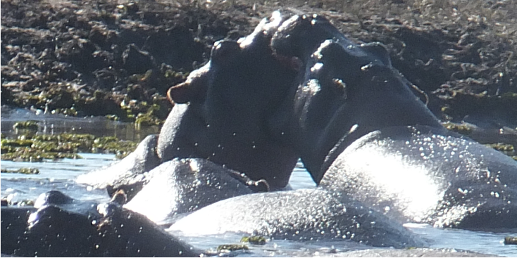 Chobe-Kasane-riverfront-nijlpaard-nationaal-park-natuurpark-Botswana