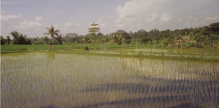 Bali-Tampaksiring-Gunung-Kawi-Indonesië-paraplu