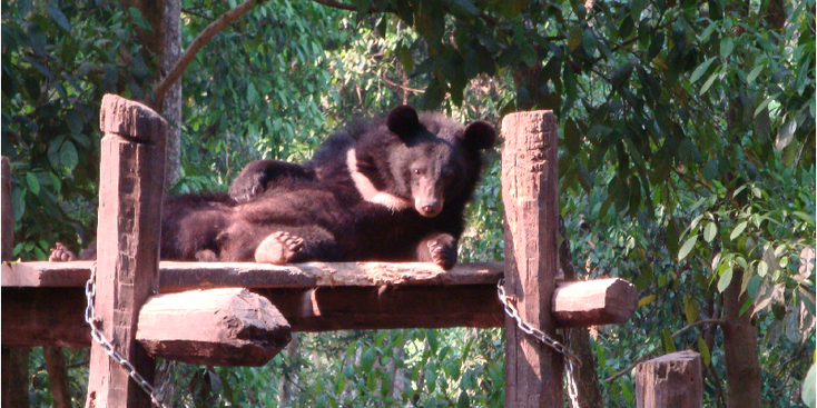 Luang-Prabang-Kuang-Si-waterval-Sunbear-beer-Laos