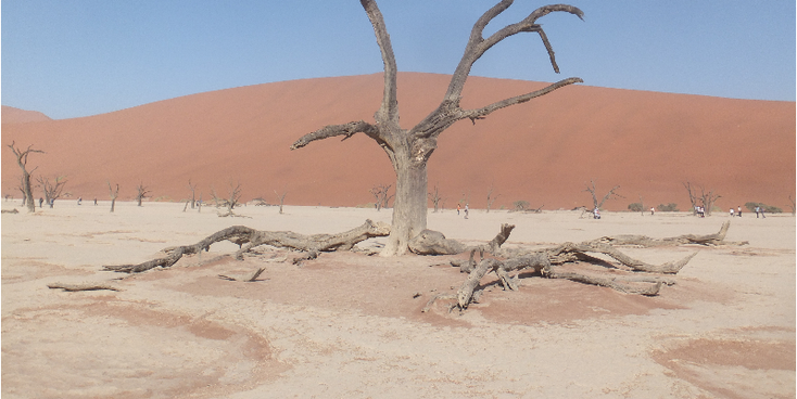 Sossus-vlei-vallei-boom-dood-woestijn-zand-nationaal-park-Namibië