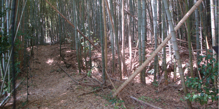 Hattoji-bamboe-bos-Japan