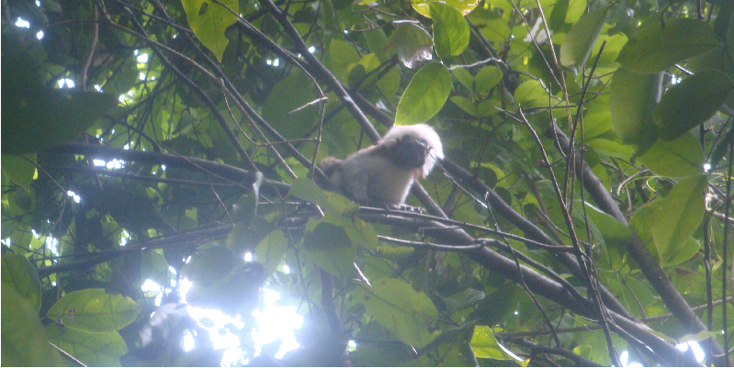 Tayrona-aap-Nationaal-Park-Coast-Colombia-jungle-rivier