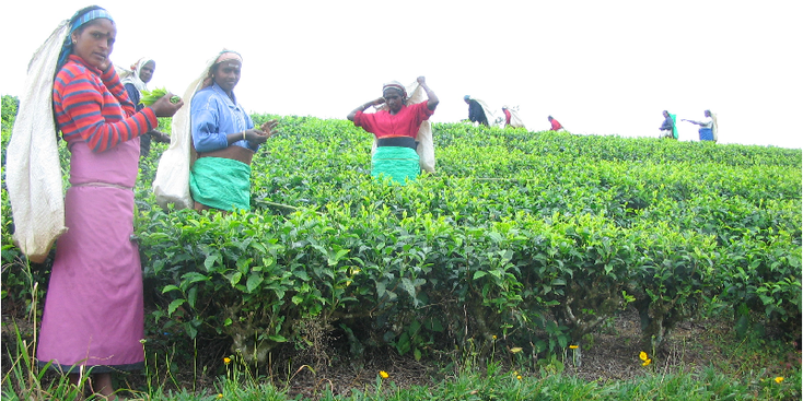 Haputale-thee-plukken-plantage-Sri-Lanka