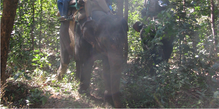 Kanha-nationaal-park-tijger-reserve-India-olifant