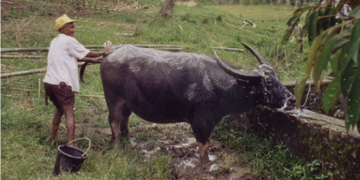 Sumatra-buffel-platteland-boer-Indonesië