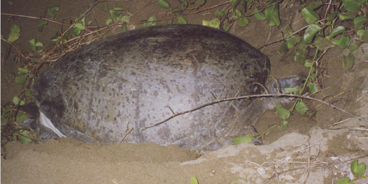 Meru-Betiri-Nationaal-Park-reuze-schildpadden-Java-Indonesië-eieren