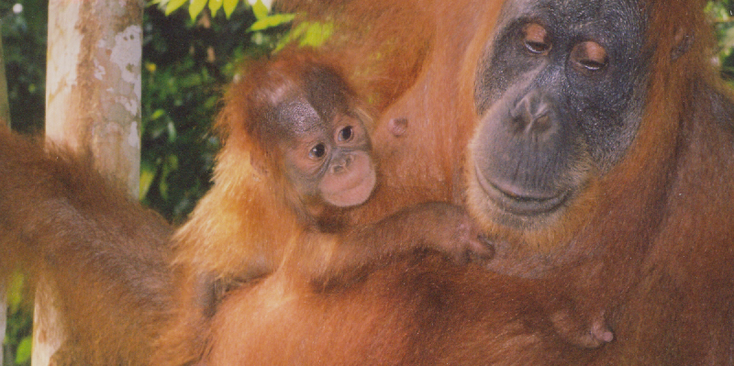 Bukit-Lawang-Gunung-Leuser-Nationaal-Park-Orang-Oetang-Sumatra-Indonesië