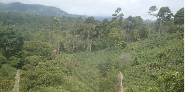 Colombia-jungle