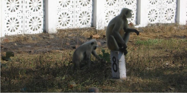 Kanha-nationaal-park-aap-tijger-reserve-India