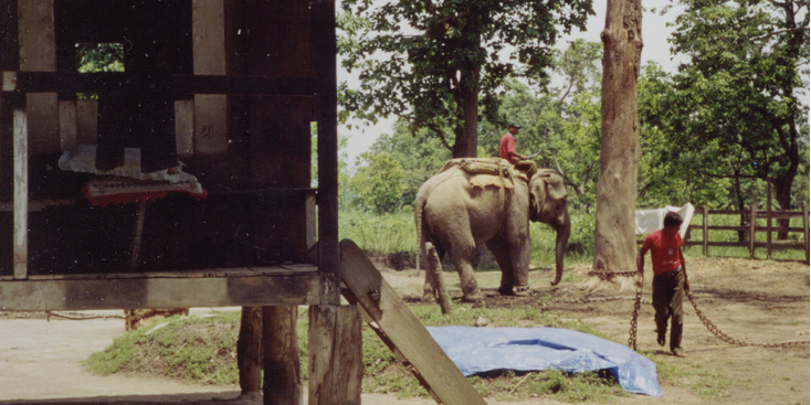 Chitwan-nationaal-park-Nepal-olifant