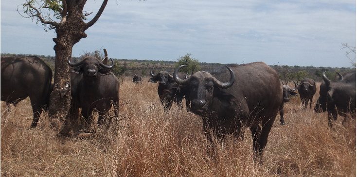 Kruger-National-Park-Buffel-South-Africa