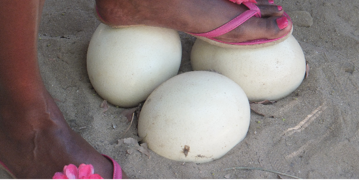 Ostrich-Egg-Farm-Oudshoorn-South-Africa