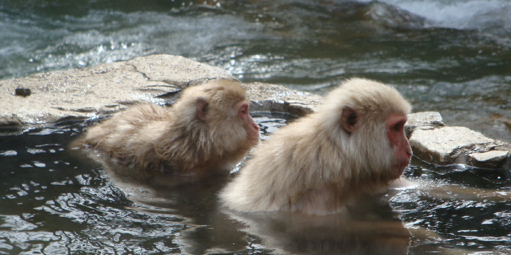 Yudanaka-makaken-aap-heetwaterbron-Japan