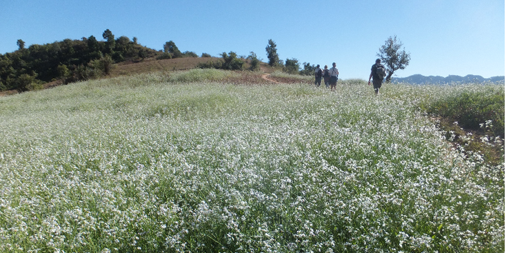 Kalaw-trekking-bloemen-Myanmar
