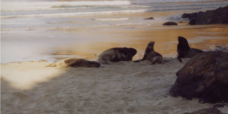 Dunedin-zeeleeuwen-strand-nationaal-park-Nieuw-Zeeland