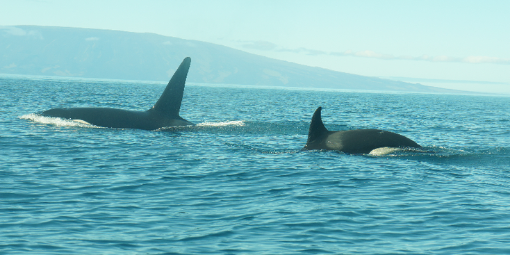 Orka-Galapagos-nationaal-park-kalf-Ecuador