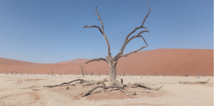 Sossus-vlei-vallei-woestijn-boom-Namibië