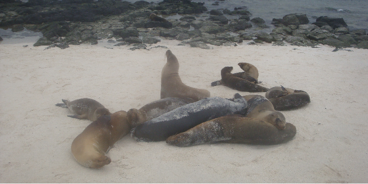Punta-Espinosa-zeeleeuwen-strand-rotsen-Galapagos-Ecuador