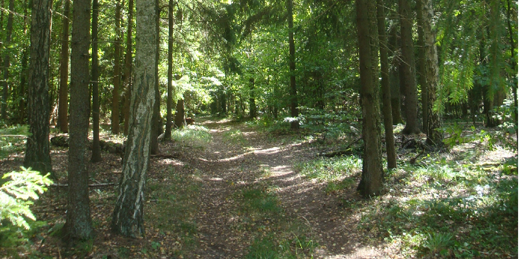 Pogorzelce-Bialowieza-National-Park-Trail-Path-Poland