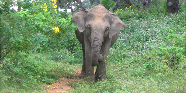 Yala-Nationaal-park-olifant-Sri-Lanka