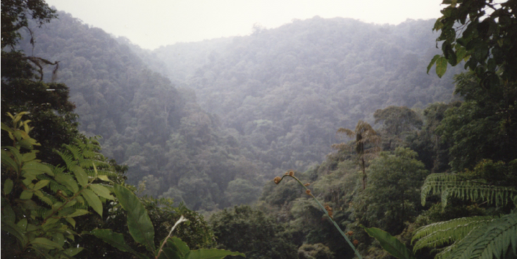 Cameron-Highlands-hooglanden-thee-plantages-Maleisië
