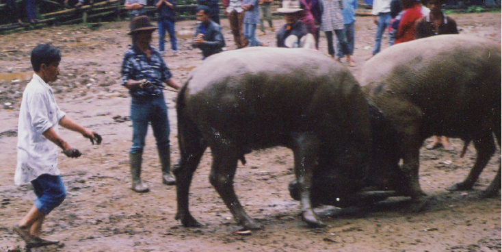 Sumatra-Bulls-Fight-Indonesia