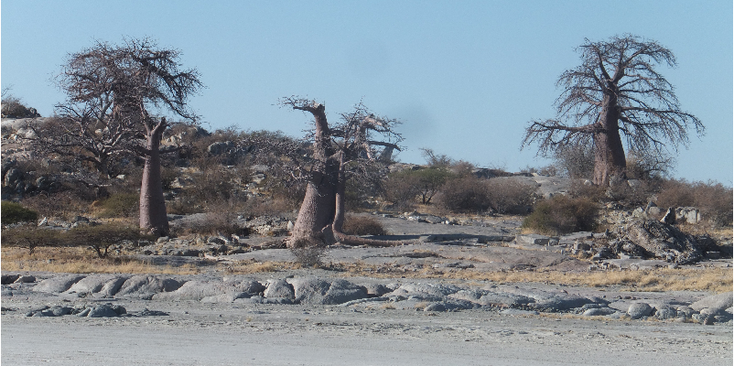 Kubu-island-eiland-zoutpan-zoutmeer-Baobab-boom-Botswana