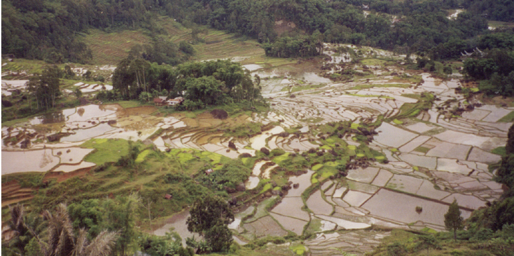 Tana-Toraja-Sulawesi-Indonesië-Rantepao-rijstvelden