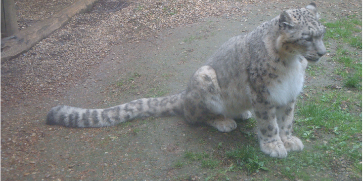 Jihlava-sneeuwluipaard-Tsjechië-dierentuin