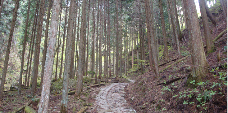 Magome-Tsumago-wandelpad-bos-Japan
