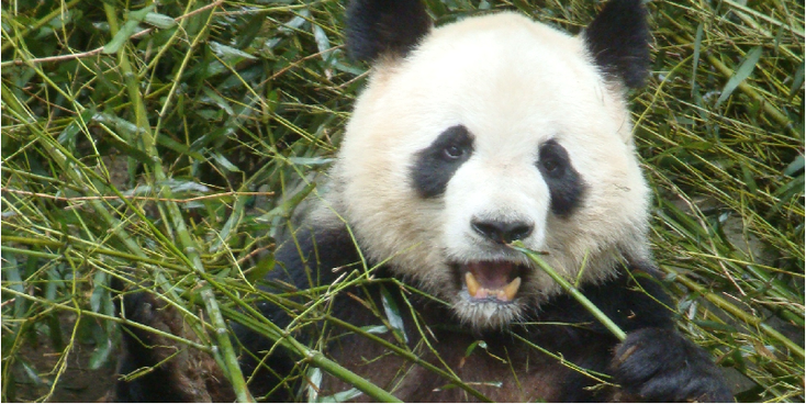 Chengdu-Sichuan-Panda-beer-Project-China-Conservatie-centrum
