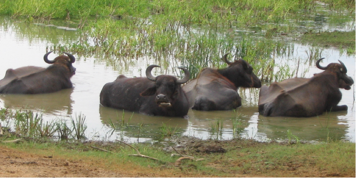 Yala-Nationaal-park-buffels-poel-Sri-Lanka
