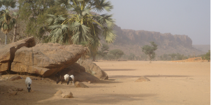 Nombori-Dogon-land-geit-Mali