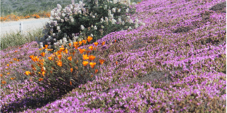 Big-Sur-Highway-1-one-kust-bloemen-planten-flora-fauna-Californië-Verenigde-Staten