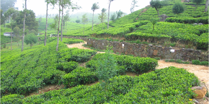 Haputale-theeplantage-weg-pad-Sri-Lanka