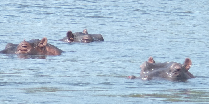 Kruger-national-park-Hippo-South-Africa