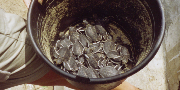 Meru-Betiri-Nationaal-Park-Sukamade-emmer-baby-reuze-schildpadden-strand-Java-Indonesië