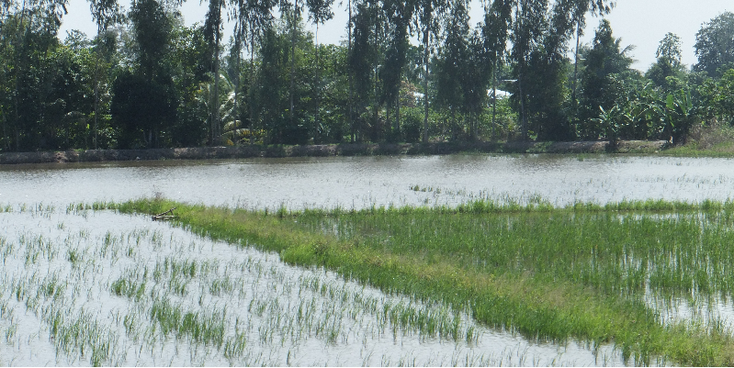 Mekong-Delta-rijstvelden-Vietnam