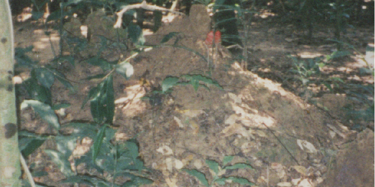 Cu-Chi-tunnel-termietenheuvel-luchtgaten-Vietnamoorlog-jungle-Vietnam