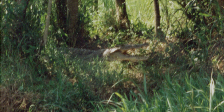 Murchisson-Falls-nationaal-park-krokodil-Nijl-Oeganda