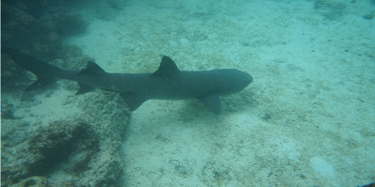 Galapagos-eilanden-haai-snorkelen-onderwater-Ecuador