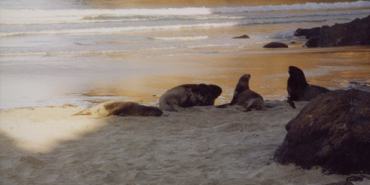 Otago-schiereiland-zeeleeuw-Dunedin-Nieuw-Zeeland