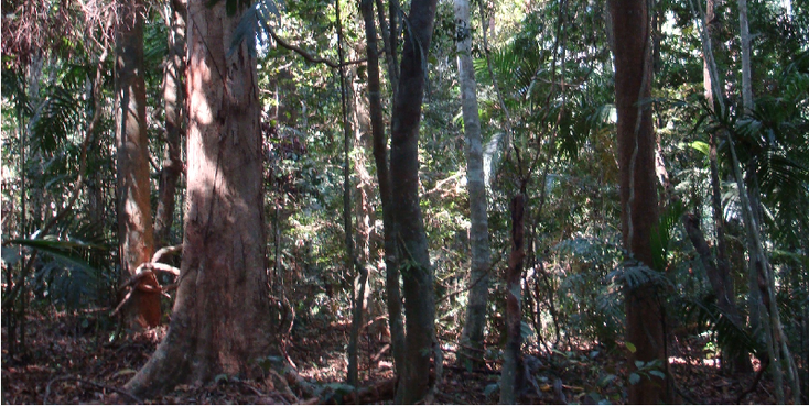 Khao-Yai-Jungle-National-park-Hike-Thailand