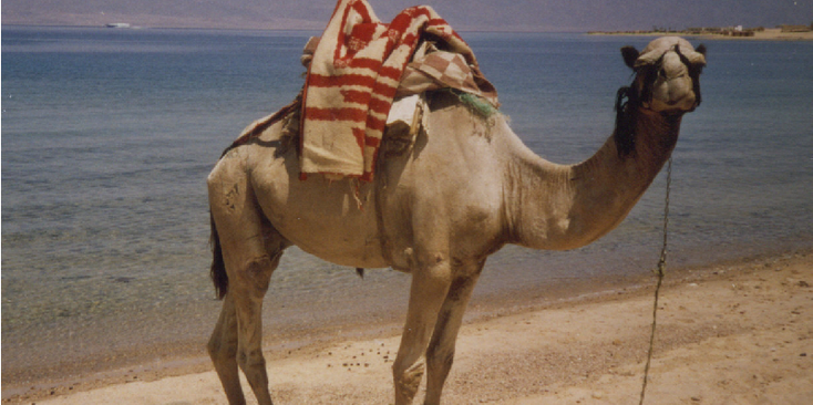 Nuweiba-kameel-Egypte-Sinaï-woestijn-Rode-zee-boulevard
