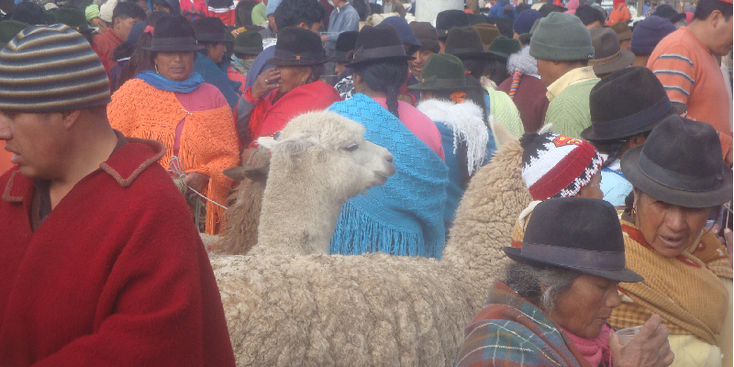 Saquilisi-markt-lama-schapen-beesten-koe-cowboy-hoedjes-Ecuador
