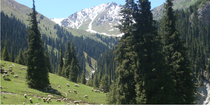 Altyn-Arashan-naaldbos-vallei-rivier-alpenweiden-Kirgizië