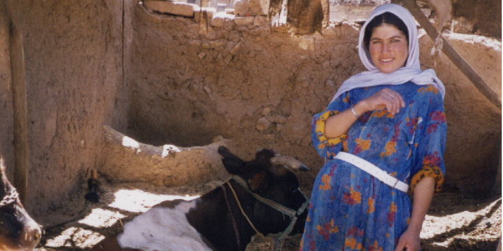 Harran-Stable-Cow-Turkey