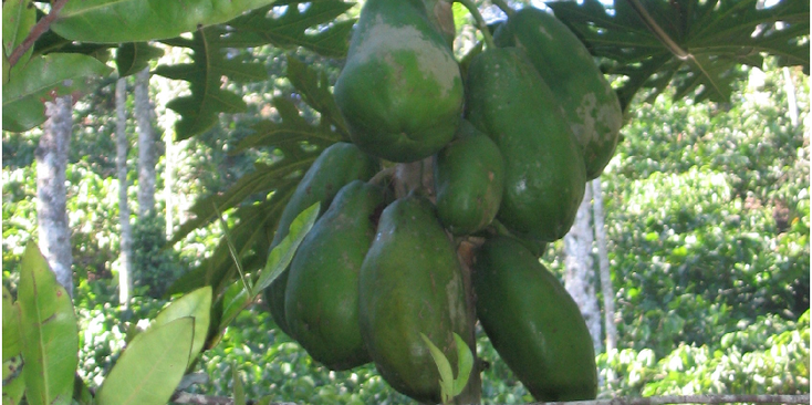 Kumily-Abraham-kruidentuin-India-fruit