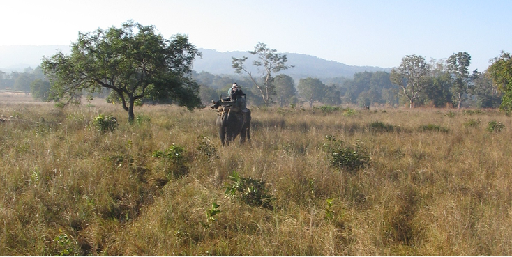 Kanha-nationaal-park-tijger-reserve-India-olifant